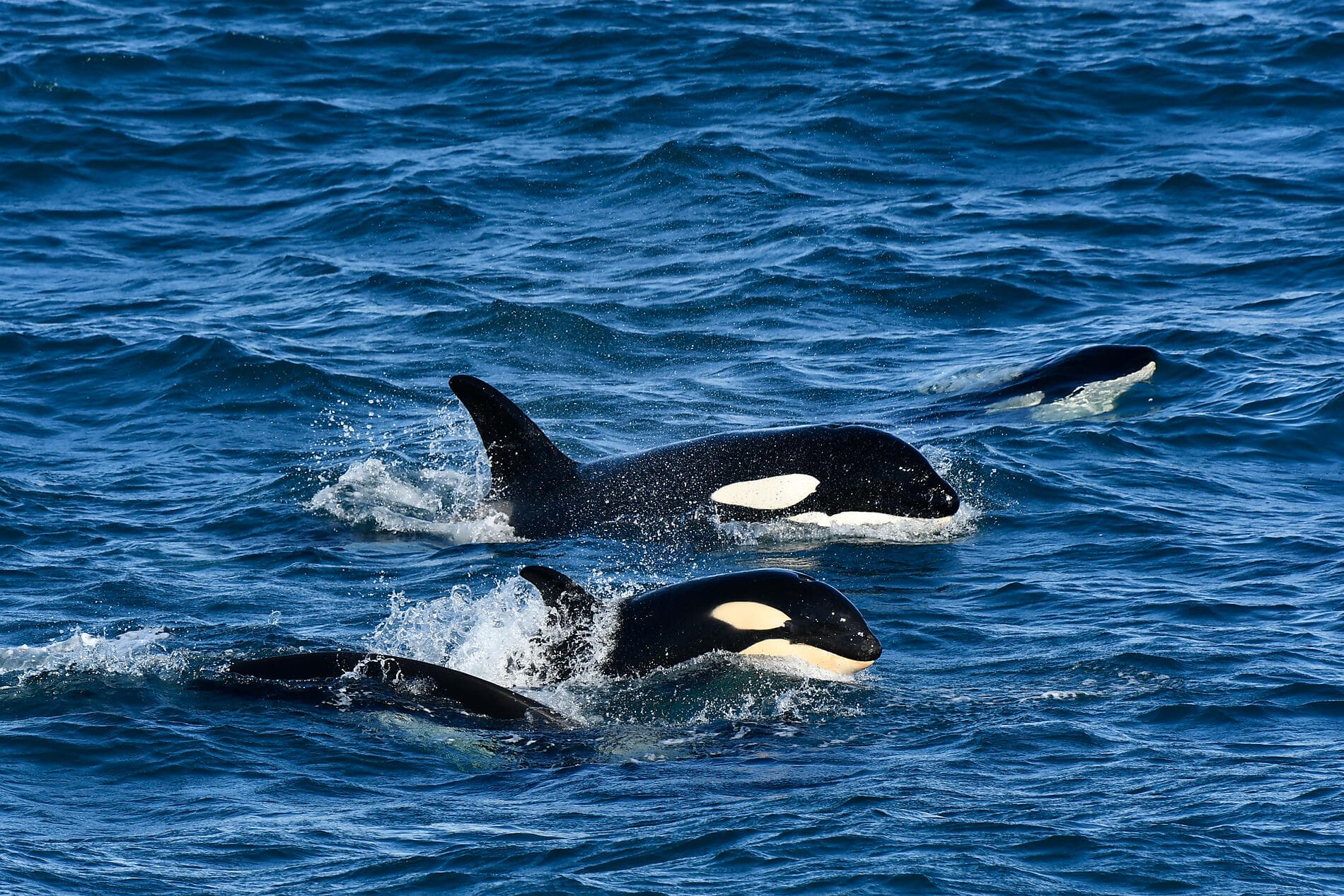 Nature et traditions islandaises Sylvain Adenot