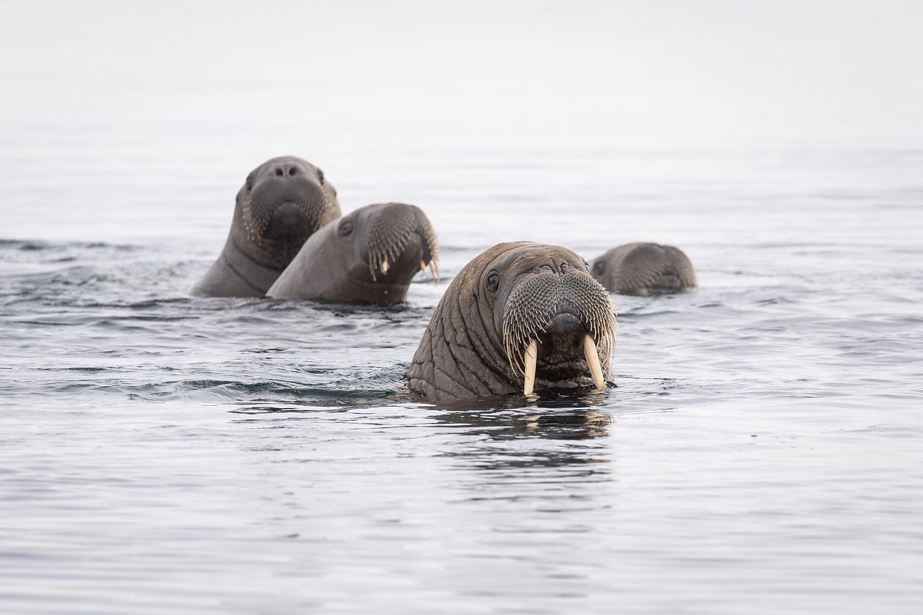 Au cœur des glaces de l'Arctique, du Groenland au Svalbard ©morgane_Monneret/StudioPONANT