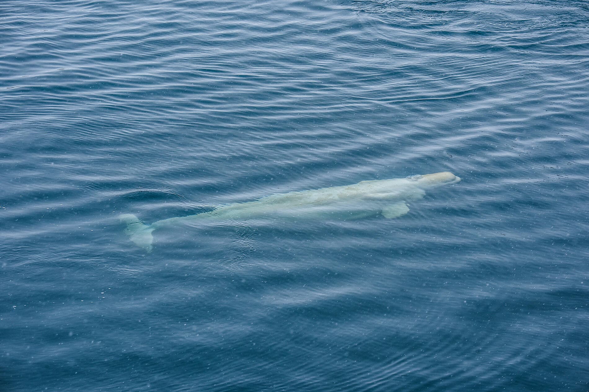 Au cœur du passage du Nord-Ouest