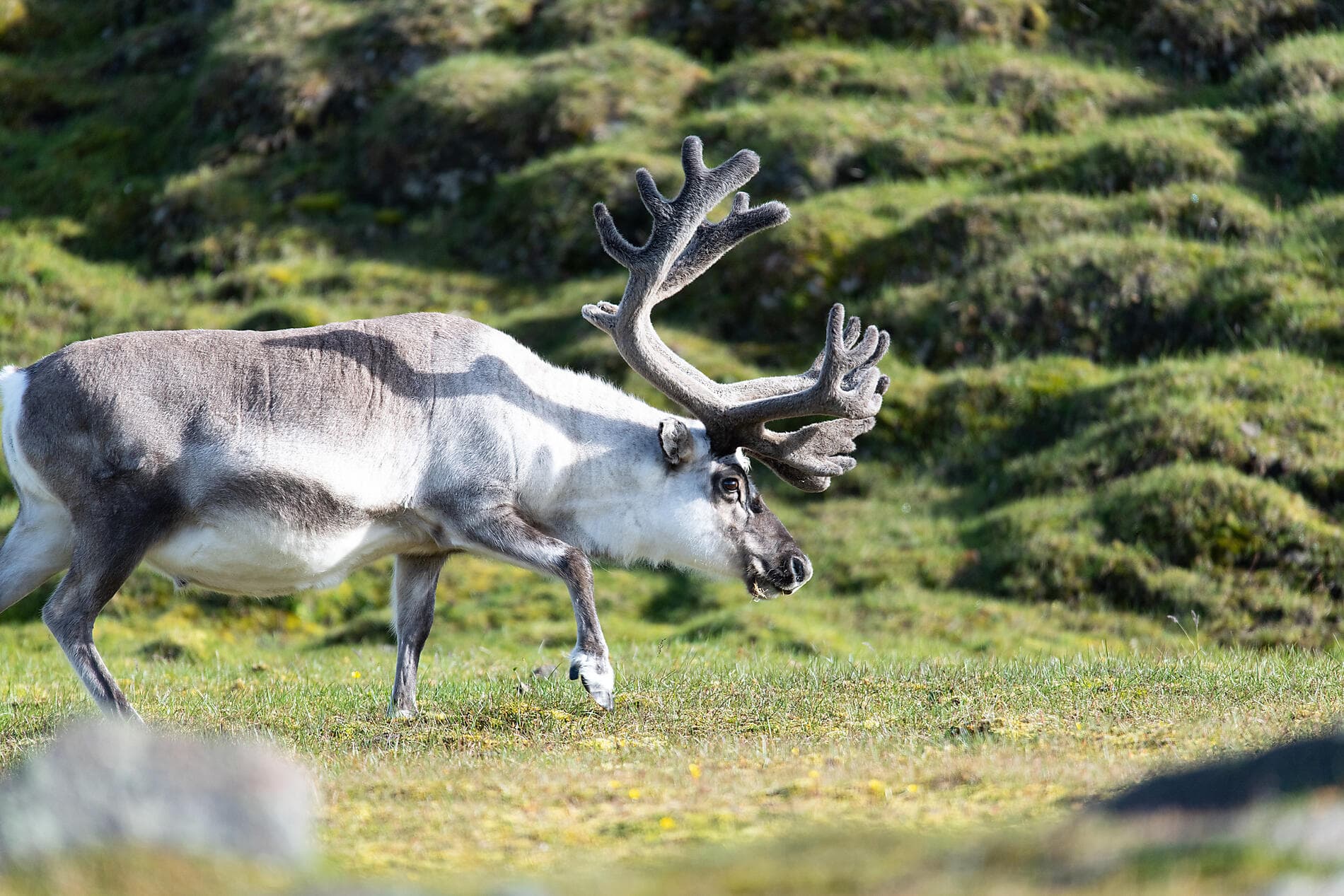 Eclipse solaire totale dans le Grand Nord sauvage 