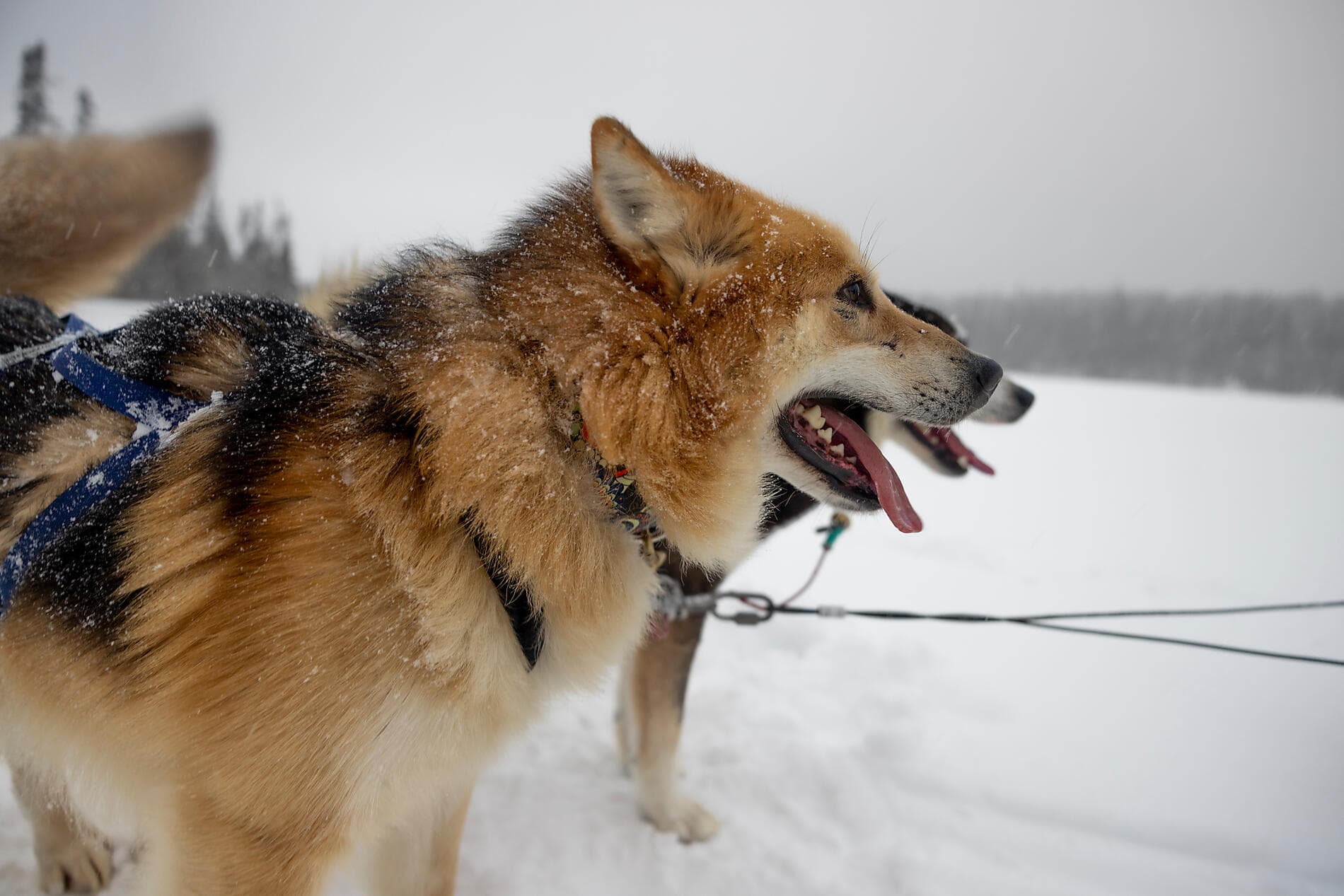 Derniers instants d'hiver, du Saint-Laurent au Groenland   