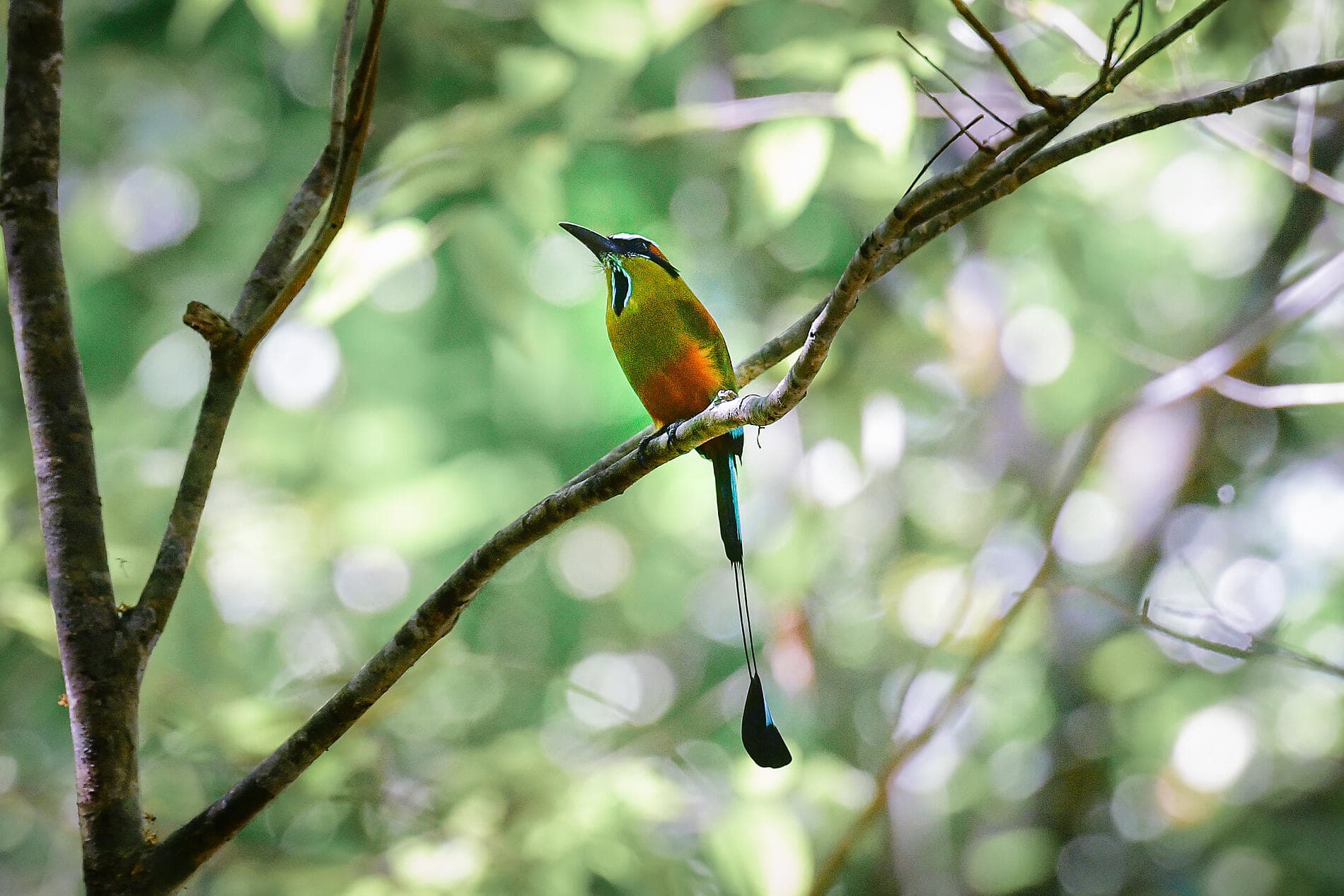 Secrets d'Amérique centrale 