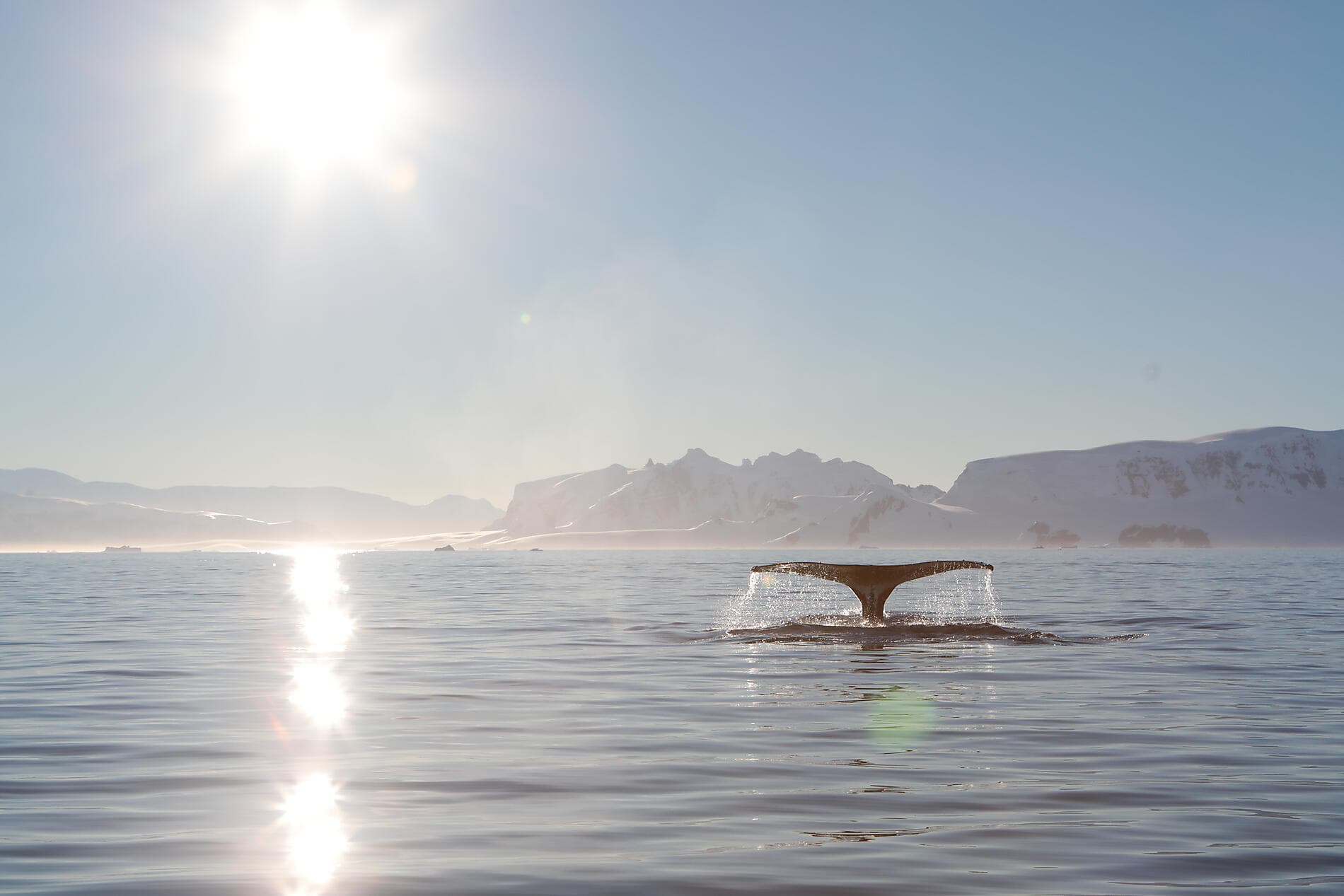 Au cœur des glaces de l'Arctique, du Groenland au Svalbard