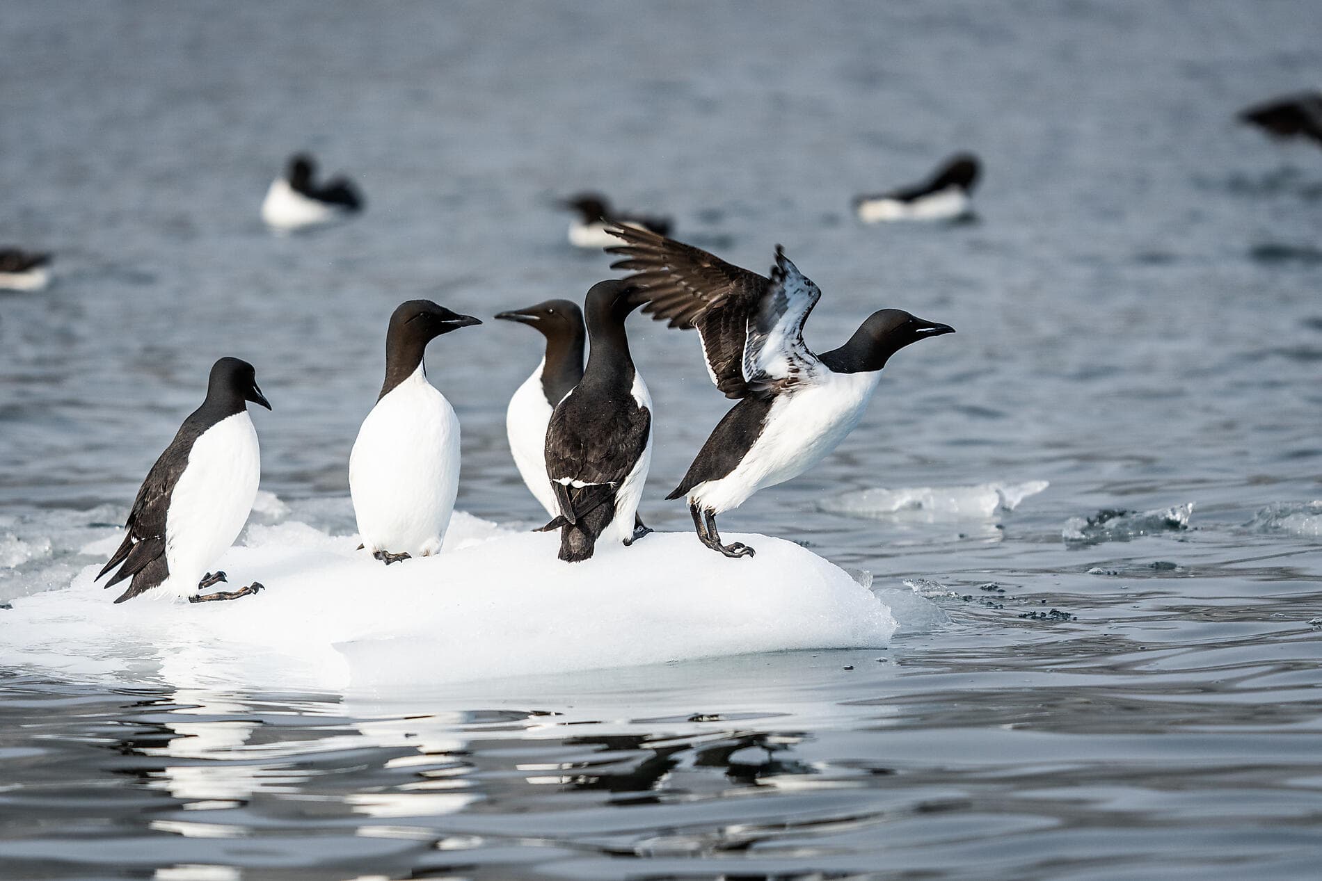 Au cœur des glaces de l'Arctique, du Groenland au Svalbard