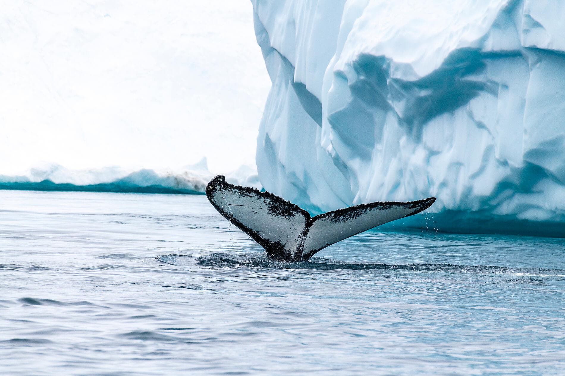 Printemps arctique entre glaces et communautés inuites 