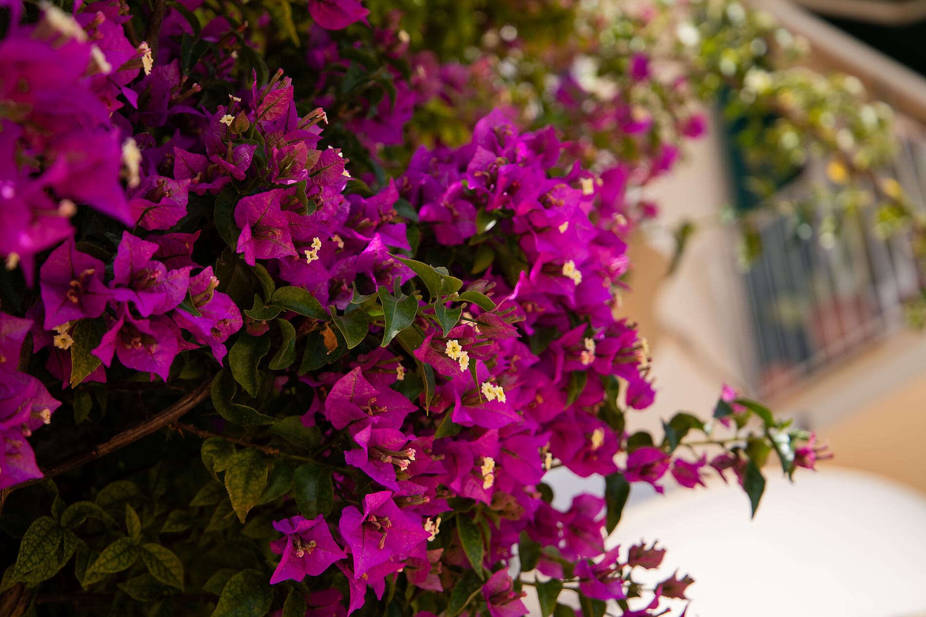 Trésors de Méditerranée au printemps